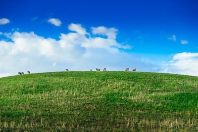 Scenic view of grassy field against sky