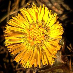Close-up of yellow flower