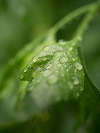 Close-up of raindrops on leaf