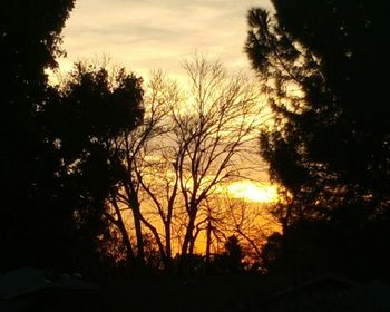 Silhouette trees against sky during sunset