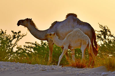 Side view of a horse on field against sky