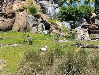 Sheep on rock by water