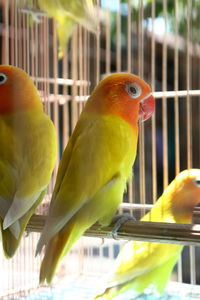 Close-up of parrot in cage