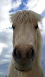 Close-up of horse