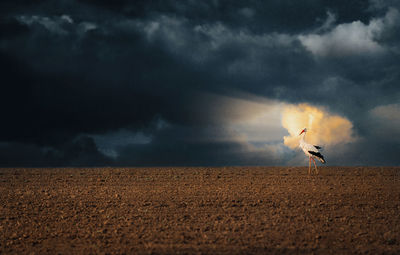 White stork on field against stormy sky