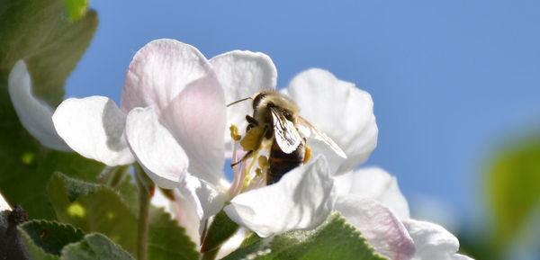 Close-up of white flowers blooming outdoors