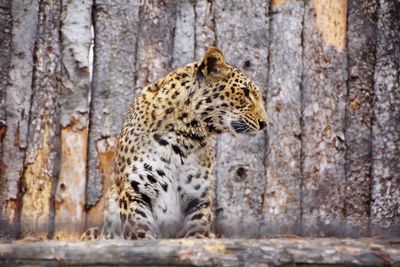 Full length of a cat on tree trunk