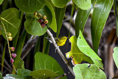 Close-up of bird on leaf