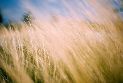 Close-up of wheat field