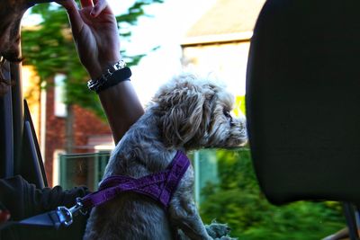 Rear view of woman with dog