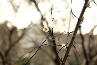 Close-up of flower tree against sky