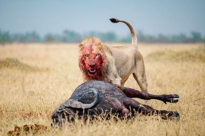 Dog standing on field