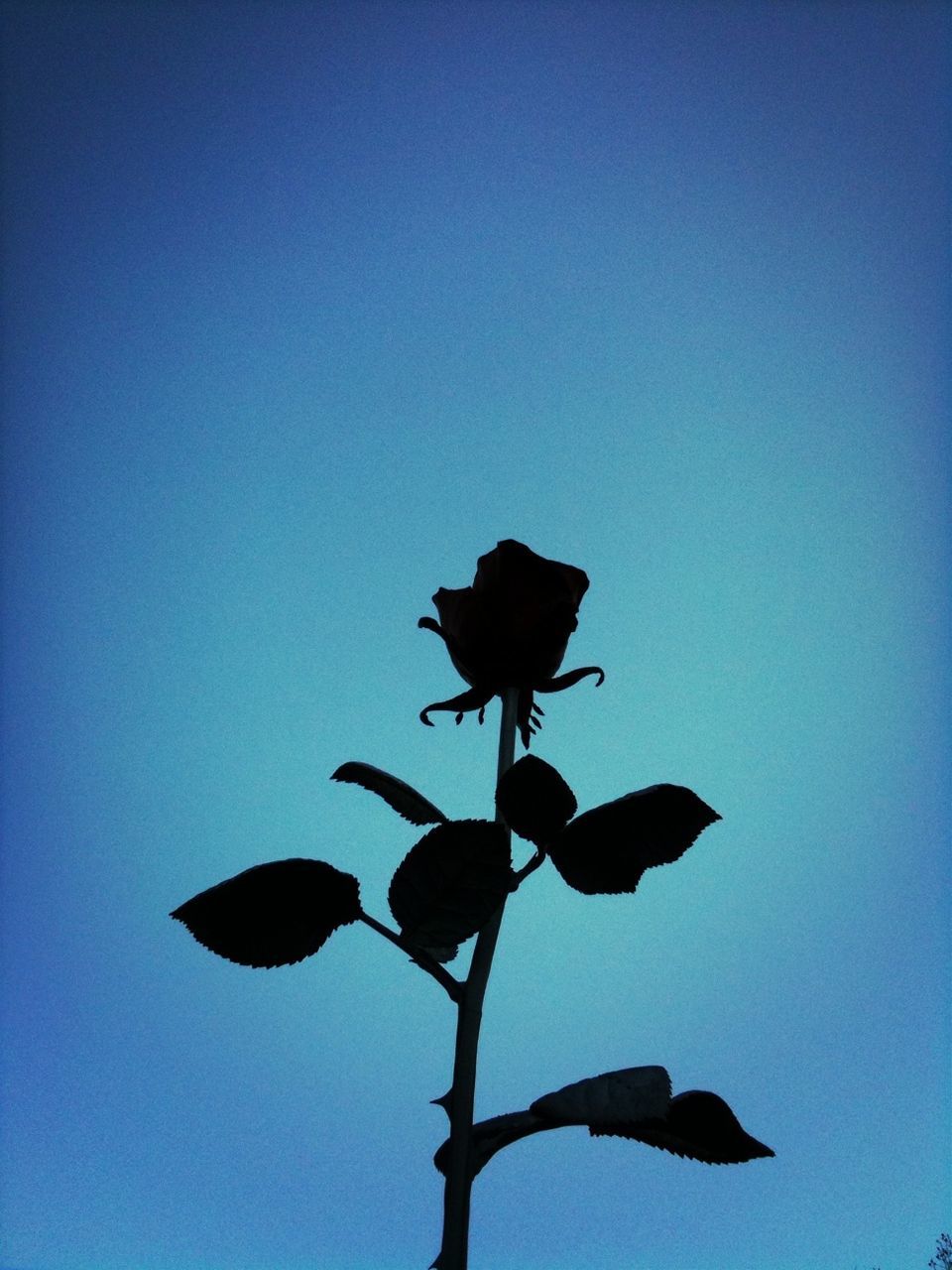 flower, clear sky, low angle view, blue, freshness, growth, fragility, petal, copy space, beauty in nature, stem, nature, leaf, plant, silhouette, flower head, bud, blooming, close-up, sky