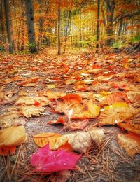 Close-up of autumn leaves in forest