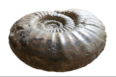 fossil