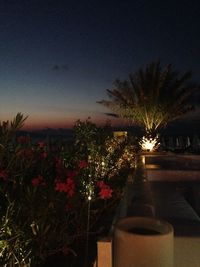 Illuminated trees in the dark