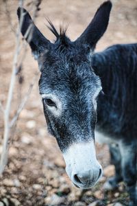 Close-up of donkey