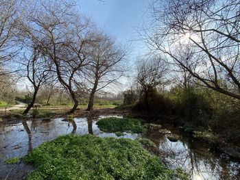 Scenic view of river stream in forest against sky