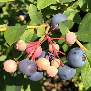 Close-up of fruits growing on tree