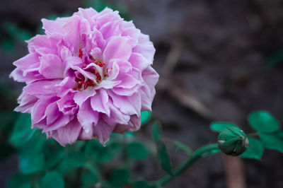 Close-up of pink flowering plant