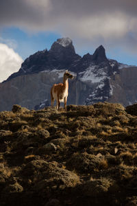 Sheep standing in a mountain against sky