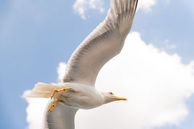 Low angle view of seagull flying