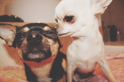 Close-up portrait of a dog