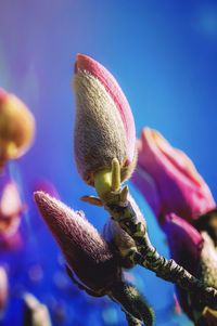 Close-up of pink flower buds against blue sky, magnolia, flower bud 