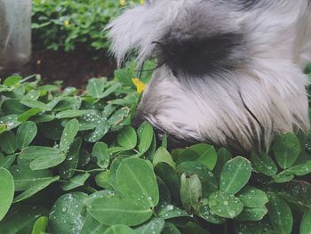 Close-up of dog