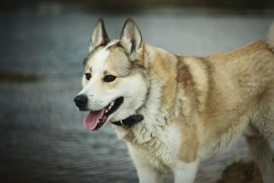 Close-up of dog on stick