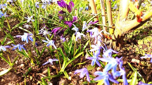 Close-up of purple crocus flowers on field