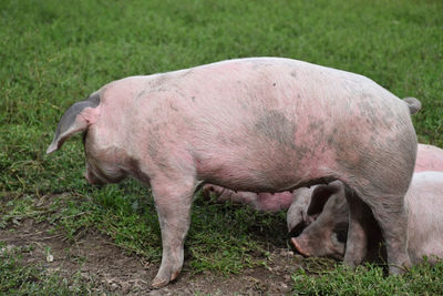 Piglet in a field