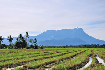 Scenic view of agricultural field against sky