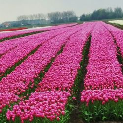 Pink flowers blooming on field