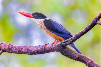 Black-capped kingfisher  in park. black-capped kingfisher bird.