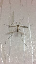 High angle view of spider