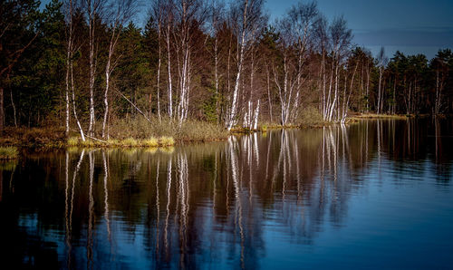 Scenic view of lake in forest against sky