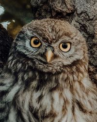 Close-up portrait of owl