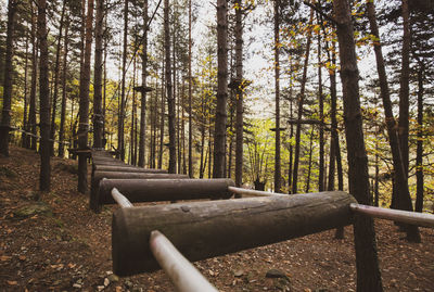 Adventure park with wooden obstacles, built in the wood of liguria in the village of mendatica
