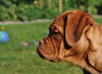 Close-up of a dog looking away