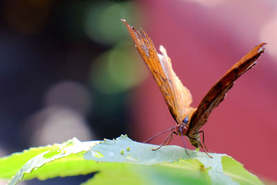 Close-up of butterfly on leaf