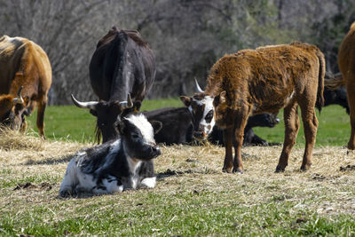 Cows in a field