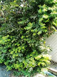 High angle view of plants growing in yard