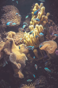 Close-up of fish in sea