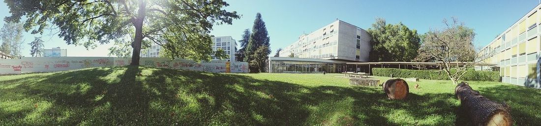 Trees in front of building