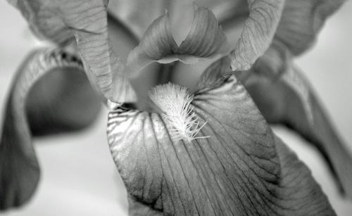 Close-up of flowers against blurred background