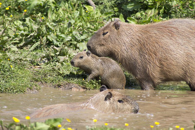 Side view of duck eating water