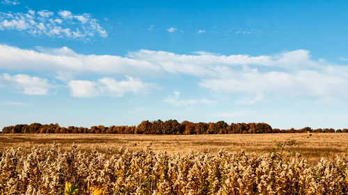 Scenic view of agricultural field against sky