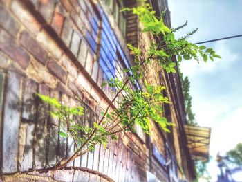 Low angle view of ivy against built structure