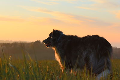 Dog looking away on field during sunset